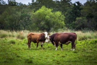 <p>Brazil, Argentina y Paraguay dan sus primeros pasos para mejorar los estándares de sustentabilidad de la carne vacuna (imagen: Mesa Argentina de Carne Sustentable)</p>