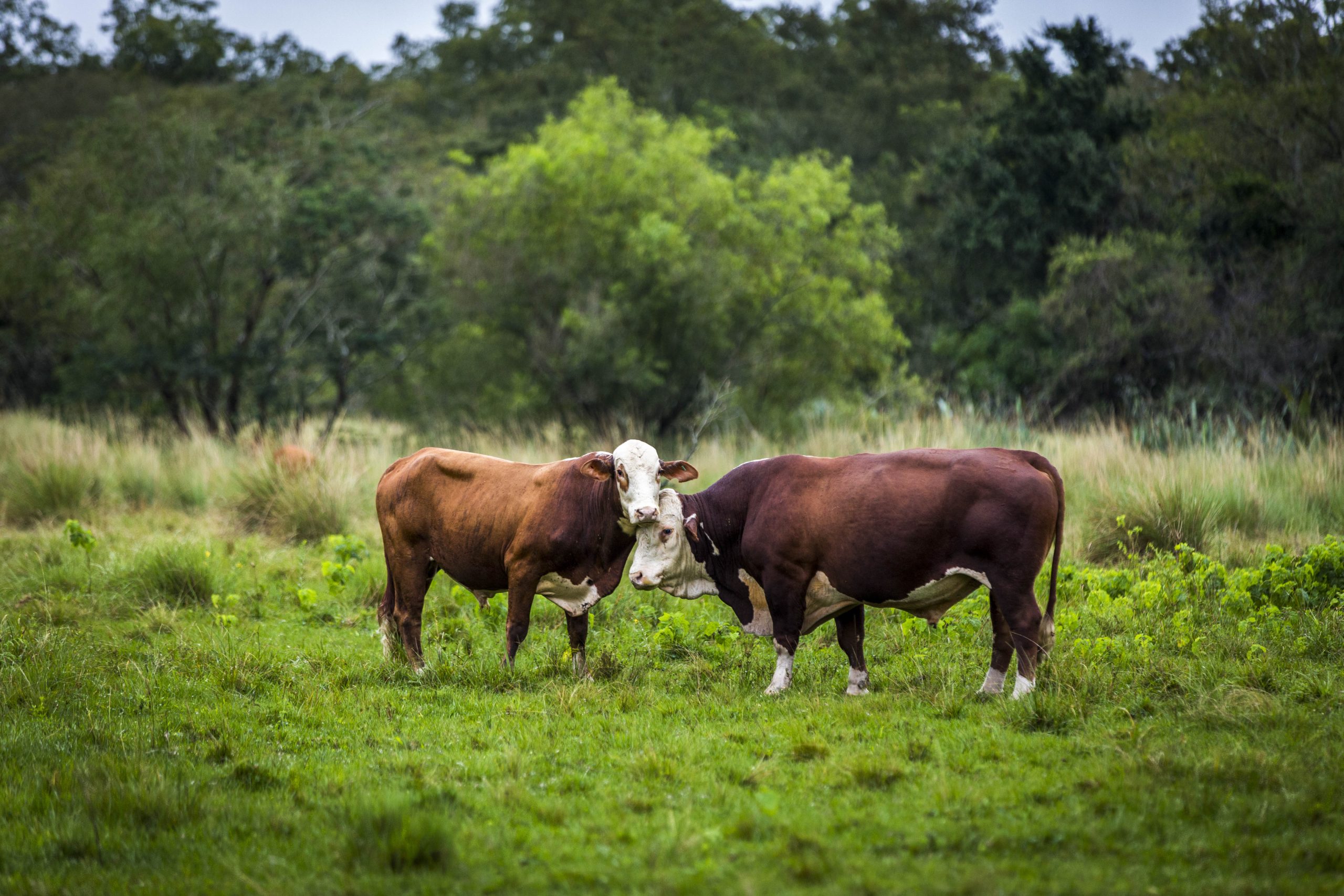 <p>Brazil, Argentina y Paraguay dan sus primeros pasos para mejorar los estándares de sustentabilidad de la carne vacuna (imagen: Mesa Argentina de Carne Sustentable)</p>