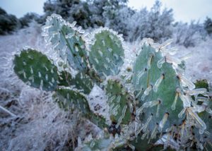 Cactus in Texas ice storm and power outage that devastated Texas in February 2021
