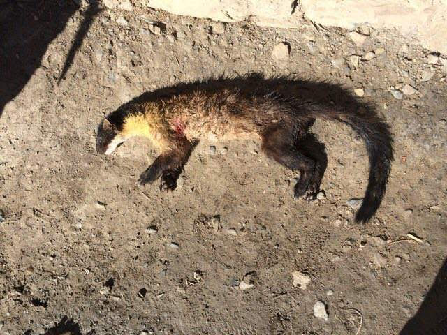 A yellow-throated marten is a small wild carnivore that is native to the Himalaya. Villagers had attempted to rescue this one form a pack of six dogs, but the marten died from its injuries soon after the dogs were chased away [image by: Bikram Gurung]