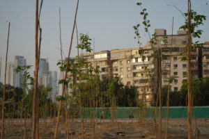 <p>Around 40,000 plants and trees from 45 species have been planted so far as part of the Clifton Urban Forest initiative (Image: Manoj Genani)</p>