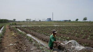 <p>A farmer is watering crops in the vicinity of the Indramayu 1 power plant in West Java, financed by a consortium of Chinese and Indonesian banks. In recent years, <a href="https://dialogue.earth/en/energy/pollution-and-foreign-debt-indonesias-unhealthy-addiction-to-coal/">local pollution and climate concerns</a> have driven up Chinese overseas investment in renewables. (Image: <a href="https://www.adirenaldi.com">Adi Renaldi</a> / China Dialogue)</p>