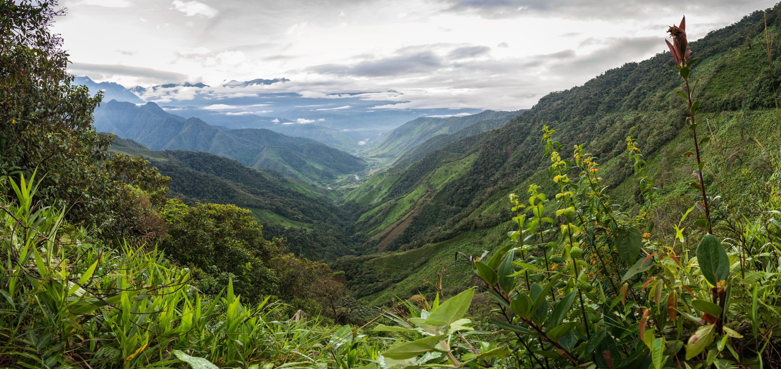 view of Andean mountains and vegetation