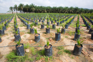 On-site oil palm tree nursery using drip irrigation to water the potted plants