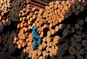A worker climbs on piles of logs at a timber storage in Shenyang, Liaoning provinc