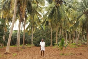 <p>来自泰米尔纳德邦（Tamil Nadu）坦贾武尔地区（Thanjavur）的农民卡塔林加姆既种椰子，也种油棕。他的村子大多数农民已经停止种植油棕，因为他们发现种油棕在经济上并不划算。图片来源：Santhakumar Chakravarthy / 中外对话</p>