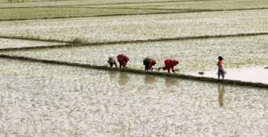 Women plant rice in a field outside Lahore, Pakistan,