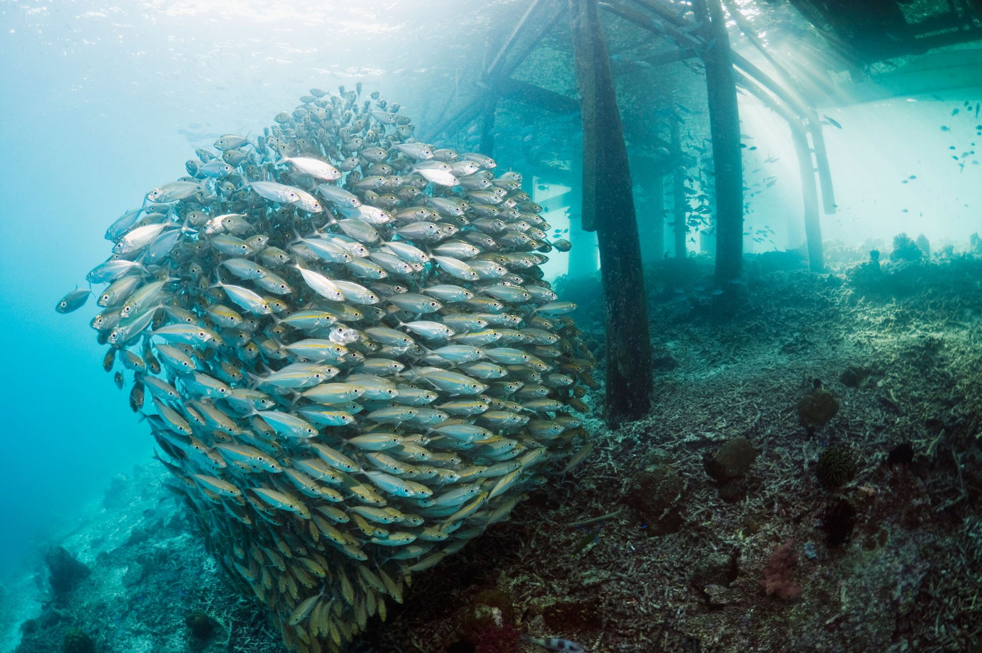 <p>印度尼西亚西巴布亚岛附近的大眼鲷鱼群。图片来源：Steve Bloom / Alamy)</p>