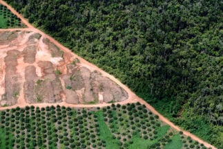 vista aérea de zona deforestada en Indonesia