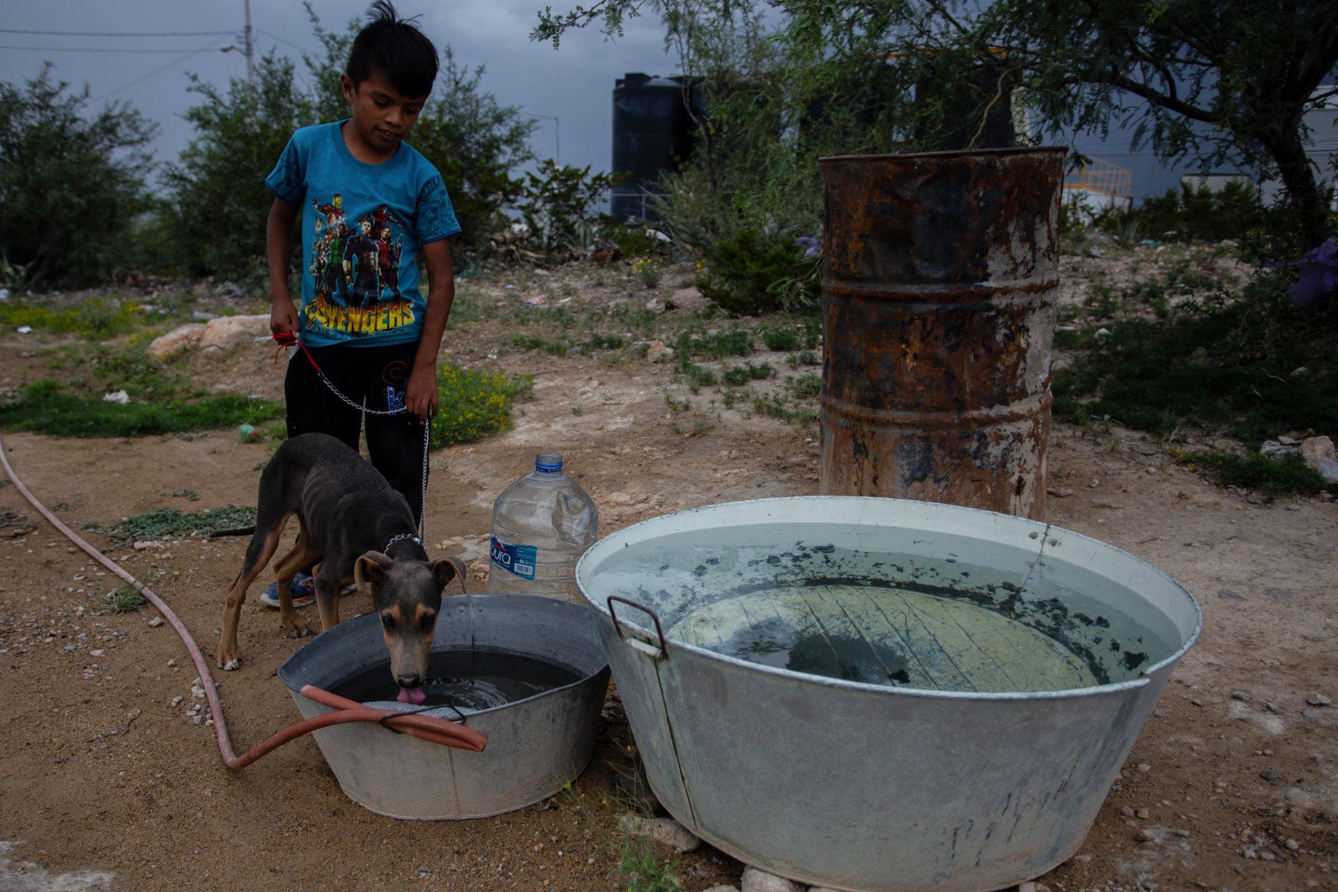 In Zacatecas, a boy watches a dog drink water.