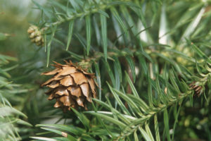 <p>A close-up of the China fir (Image: Blickwinkel / Alamy)</p>