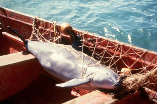 Vaquita presa em uma rede de pesca utilizada para captura de totoabas