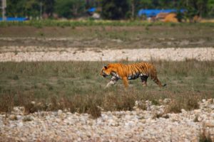 <p>A Bengal tiger walks past a village on the outskirts of Bardia National Park, Nepal, in March 2020. Water shortages in the park have been proposed as a factor driving increased conflict between tigers and the people who live around the park (Image: Bhawany Kandel)</p>