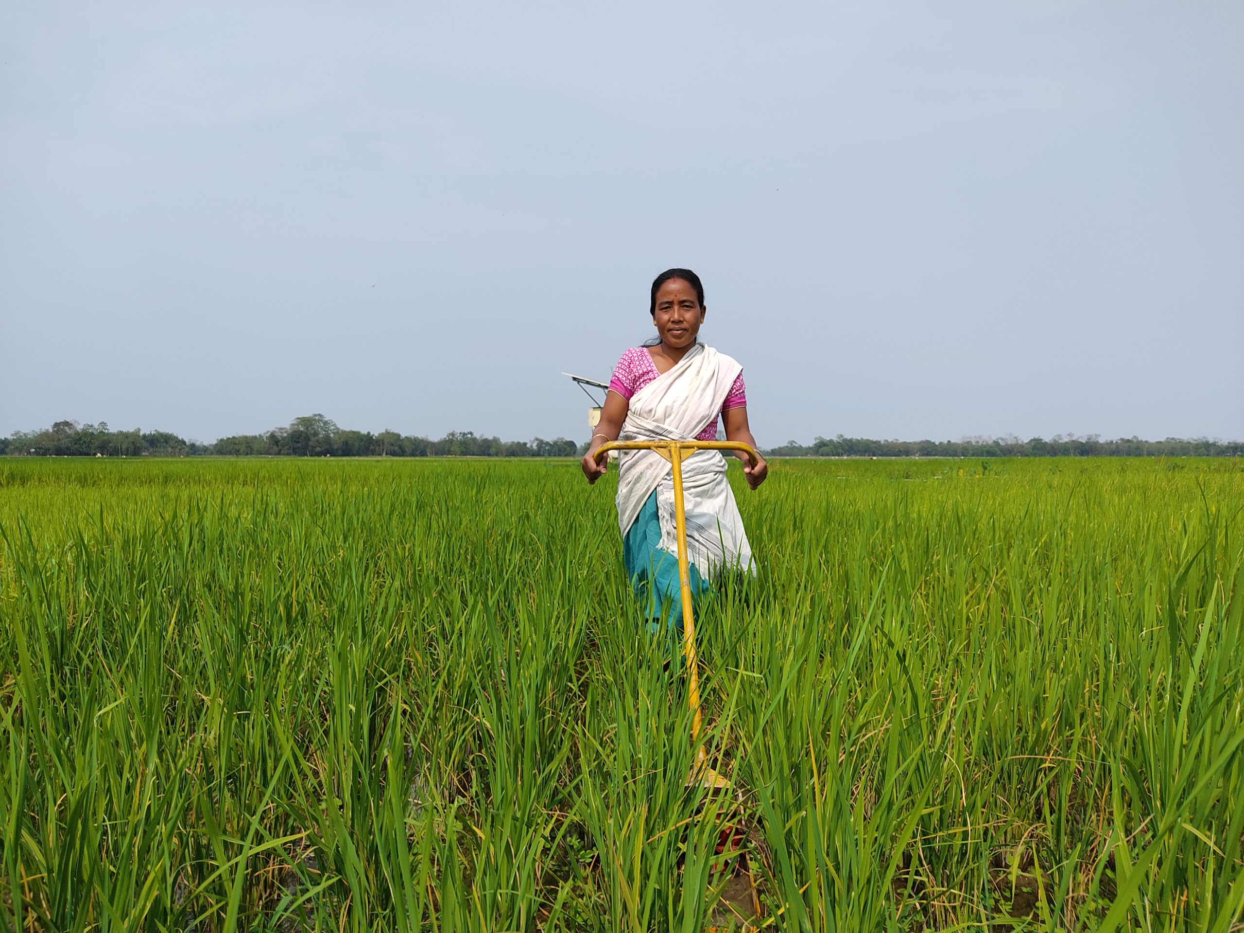 <p>Ranjita Pegu’s income has increased considerably since she started to grow a flood-resistant variety of rice (Image: Varsha Torgalkar)</p>