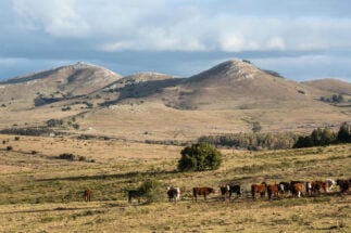 Cattle graze in the Uruguay's grassland