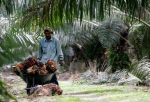 worker pushes a wheelbarrow of palm oil fruits at a plantation near Kuala Lumpur