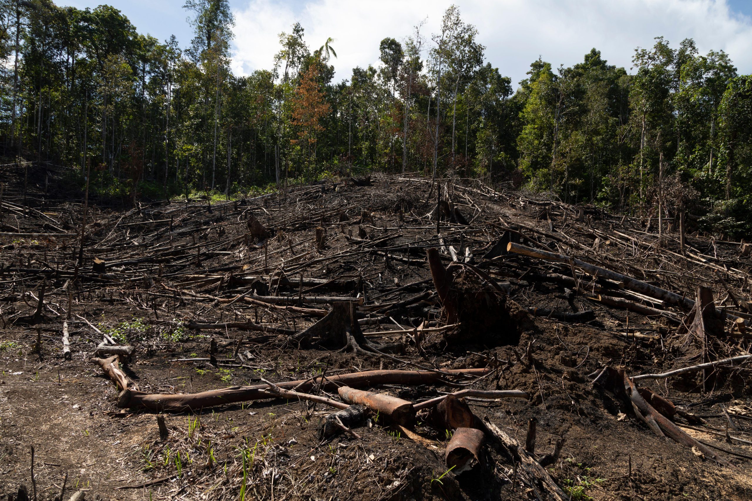bosque destruido por incendios
