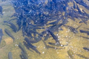<p>Rainbow trout are fed at a hatchery (Image: Mehmet Kalkan / Alamy)</p>