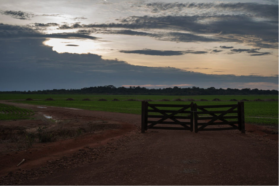 soy plantation near Humaitá