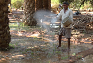 <p>Nageswara Rao spreads fertiliser while irrigating his oil palms in the Indian state of Andhra Pradesh (Image: Kevin Samuel / China Dialogue)</p>