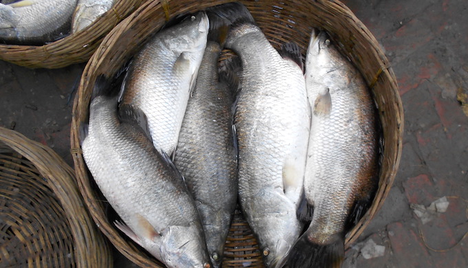 <p>A prized bhetki catch. Fish landings have been declining for small fishers in the Indian Sundarbans (Photo by Dhruba Dasgupta)</p>