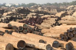 <p>A stockpile of timber in Myanmar, comprising teak and other hardwoods, 2014 (Image: © Environmental Investigation Agency)</p>