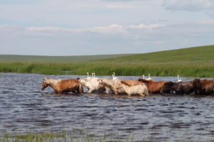 <p>Лебеди-кликуны и лошади, принадлежащие местным фермерам, у небольшого озера в пойме реки Ульз летом 2013 года. Недавнее наводнение пополнило небольшие водоемы в пойме (Изображение: Татьяна Ткачук)</p>