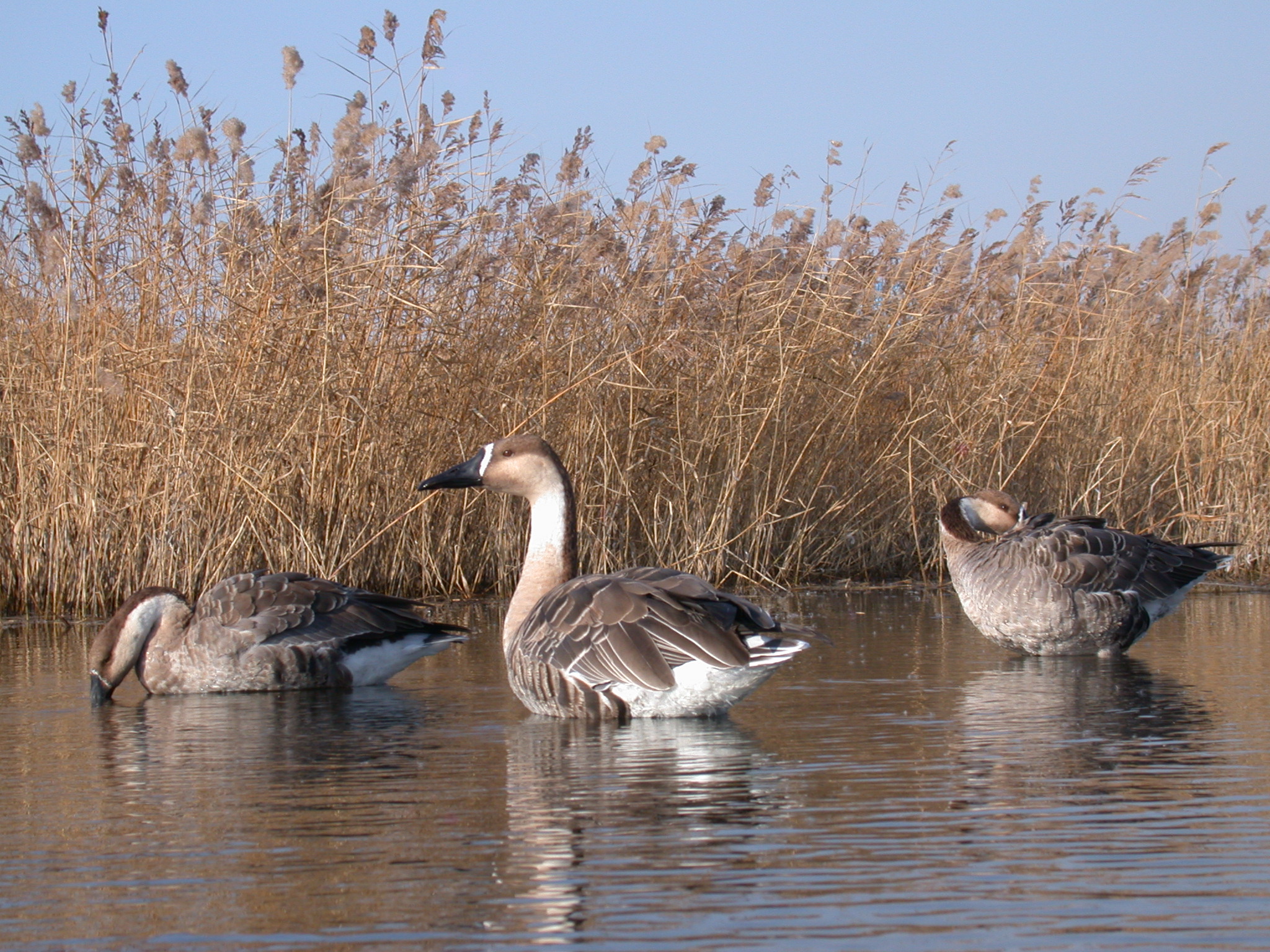 Landscapes of Dauria: A wetland refuge on the Russia-Mongolia border