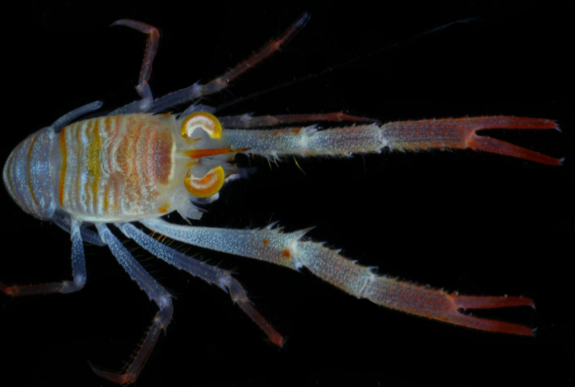 Munida sp., a new species of the crustacean Munida Leach
