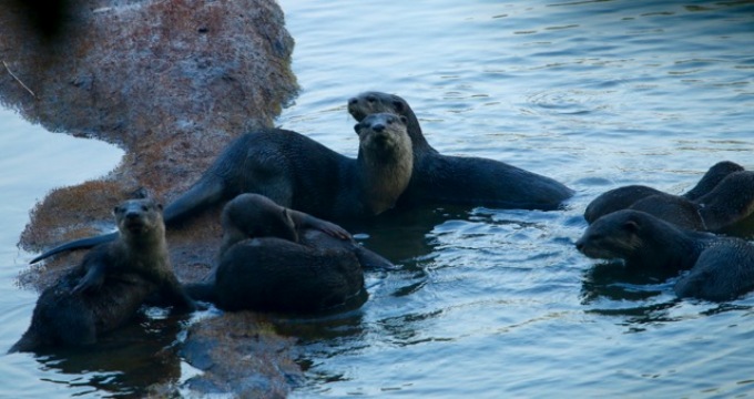Otters Thoothapuzha