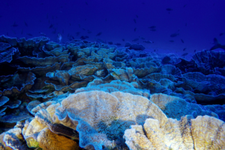 arrecife de Anakena