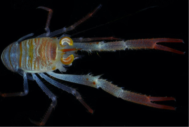 Munida, una nueva especie del crustáceo Munida Leach