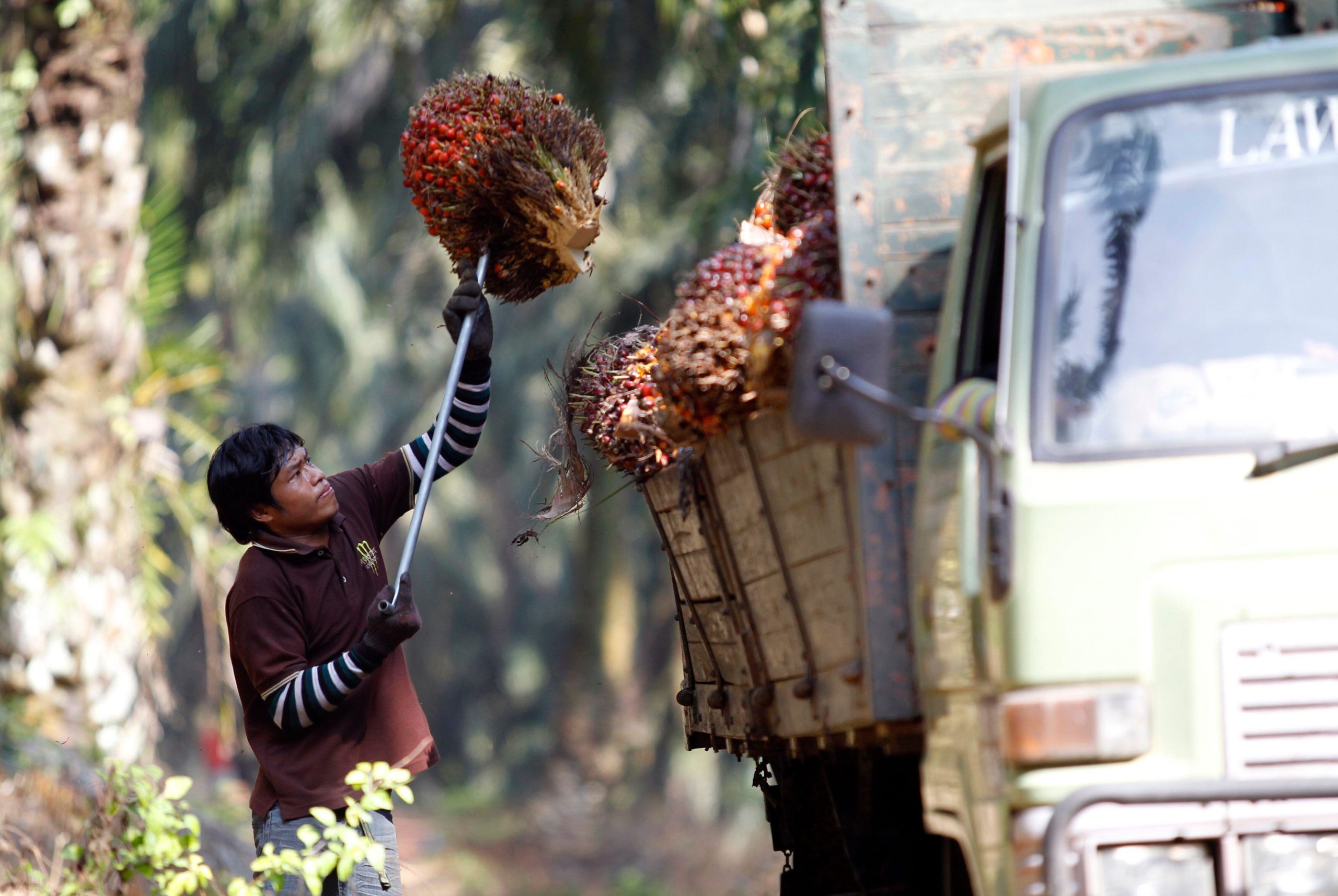 <p>马来西亚的棕榈种植园。图片来源：Bazuki Muhammad / Alamy</p>