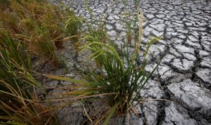 Dried-up rice is seen on a paddy field stricken by drought in Soc Trang province in Mekong Delta in Vietnam March 30, 2016.