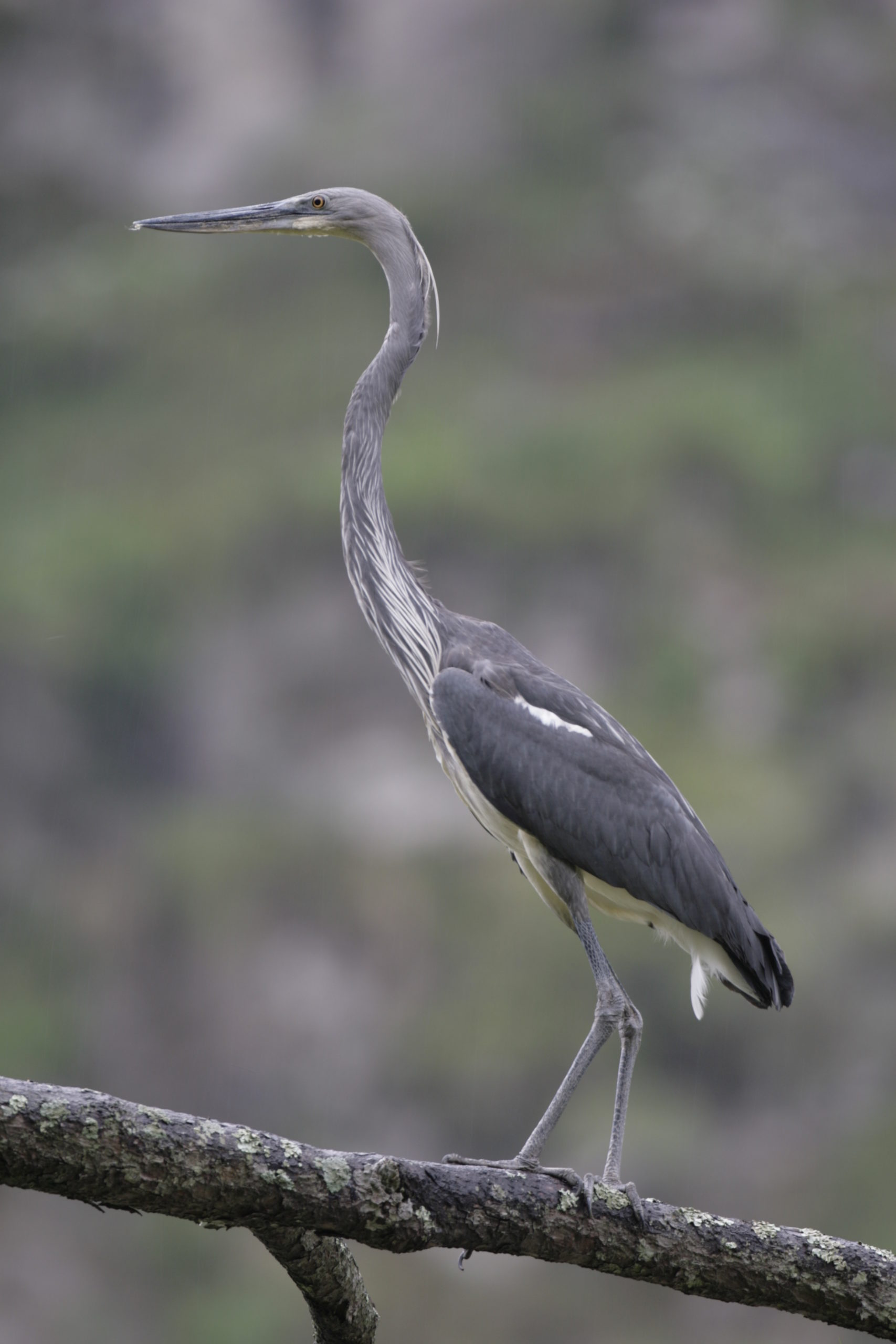 White-bellied heron in Bhutan
