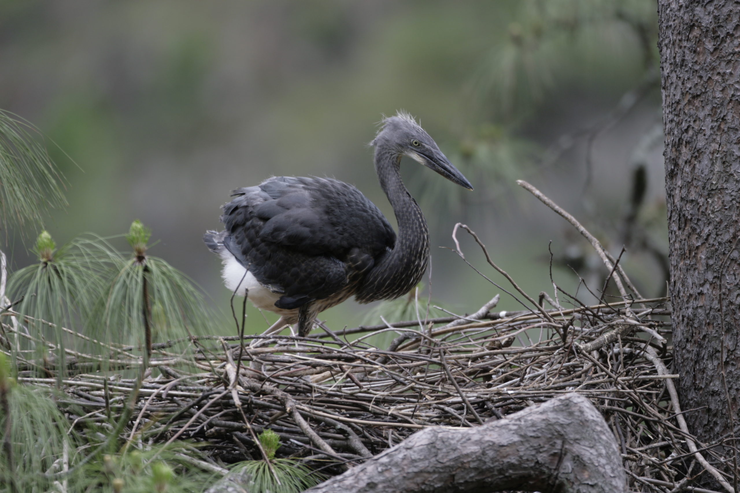 White-bellied heron in Bhutan