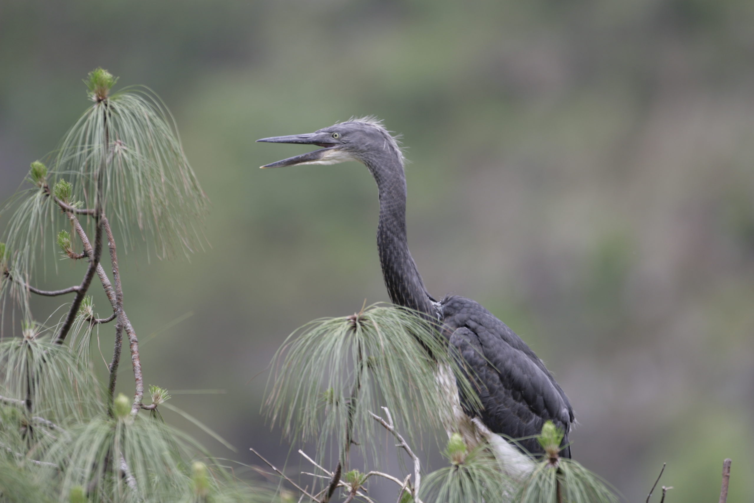 White-bellied heron in Bhutan