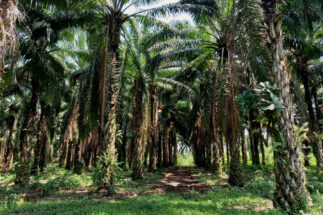 Dendezeiros, de onde o óleo de palma é extraído, na San Juan La Noria