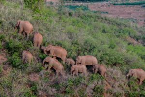 <p>云南省玉溪附近，一群正在小憩的野生亚洲象。今年夏天，这群大象从其居住的自然保护区迁徙了 500 多公里来到了这里。图片来源：Alamy</p>