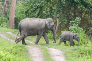 <p>An Asian elephant and her calf cross a park road in Kaziranga National Park, Assam. National parks have far greater protection than elephant reserves. (Image: Nature Picture Library / Alamy)</p>