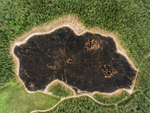 Forest Destruction in Finland