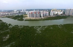 <p>Mangrove forest in front of Qinzhou city, Guangxi (Image: Huang Xiaobang / Alamy)</p>