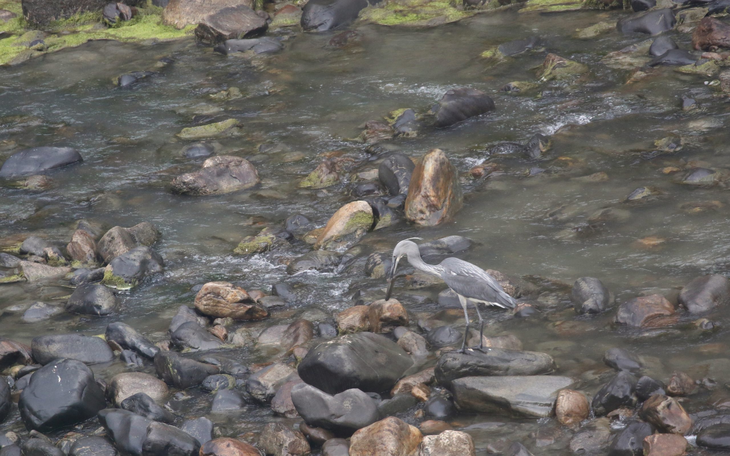 White-bellied heron in Bhutan