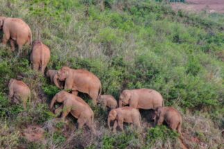 Elefantes asiáticos salvajes en el suroeste de China