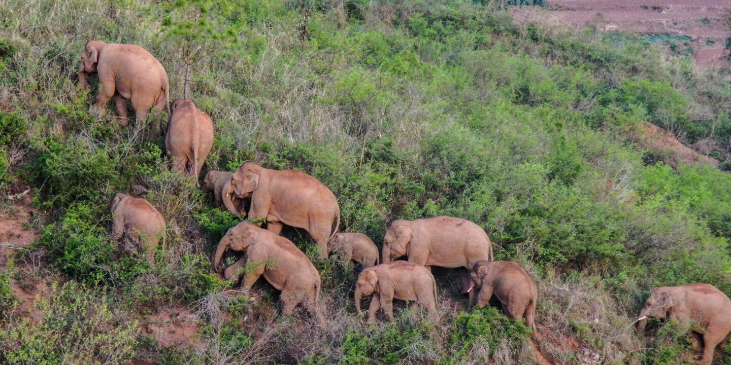 <p>Elefantes asiáticos salvajes en el suroeste de China. Este verano, la manada migró a más de 500 km de su hogar en una reserva natural (Imagen: Alamy)</p>