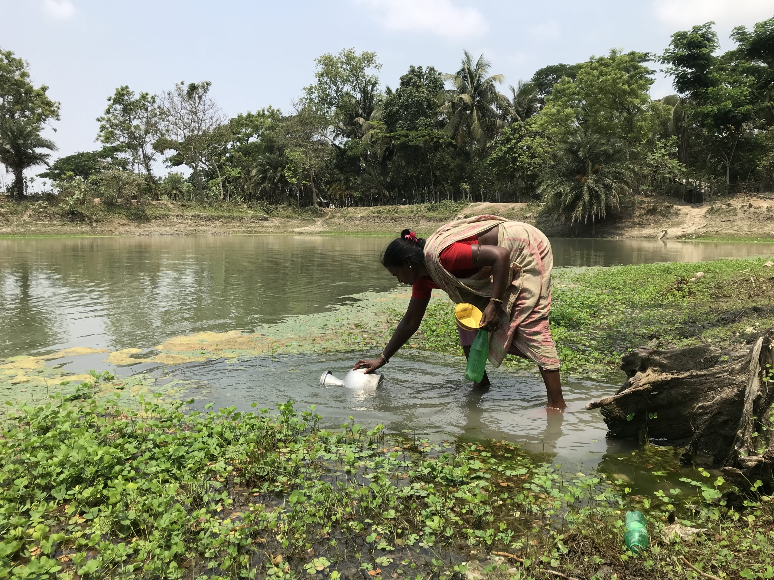 <p>A woman collects water from a pond in Bangladesh. In the country’s southwest, drinkable water is becoming increasingly scarce due to salt contamination. (Image: Abu Siddique)</p>