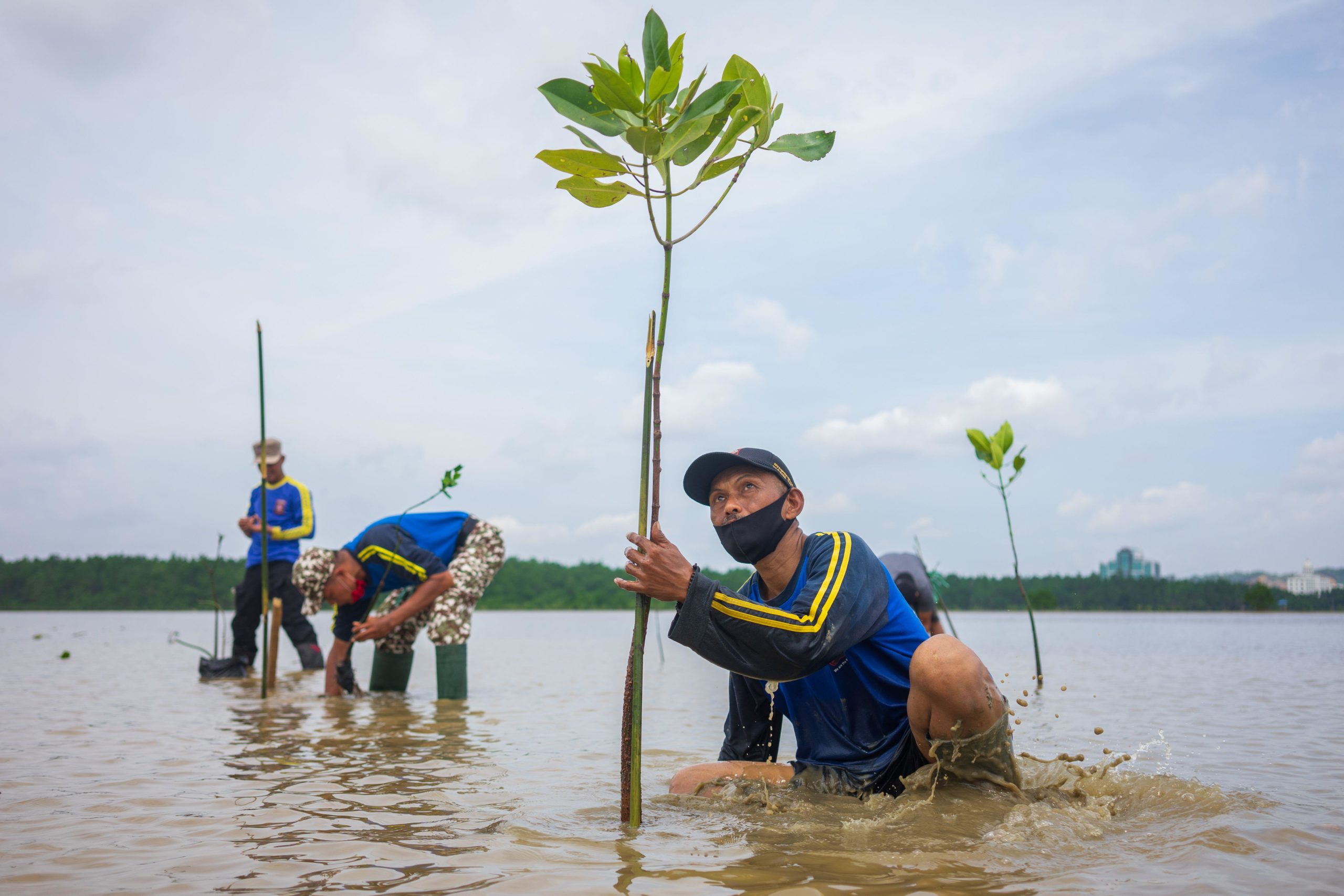 <p>Planting mangroves in Kendari bay, Indonesia (Image: Andry Denisah / Alamy)</p>