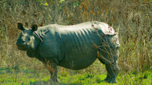 rhino one-horned rhino bardia nepal conservation