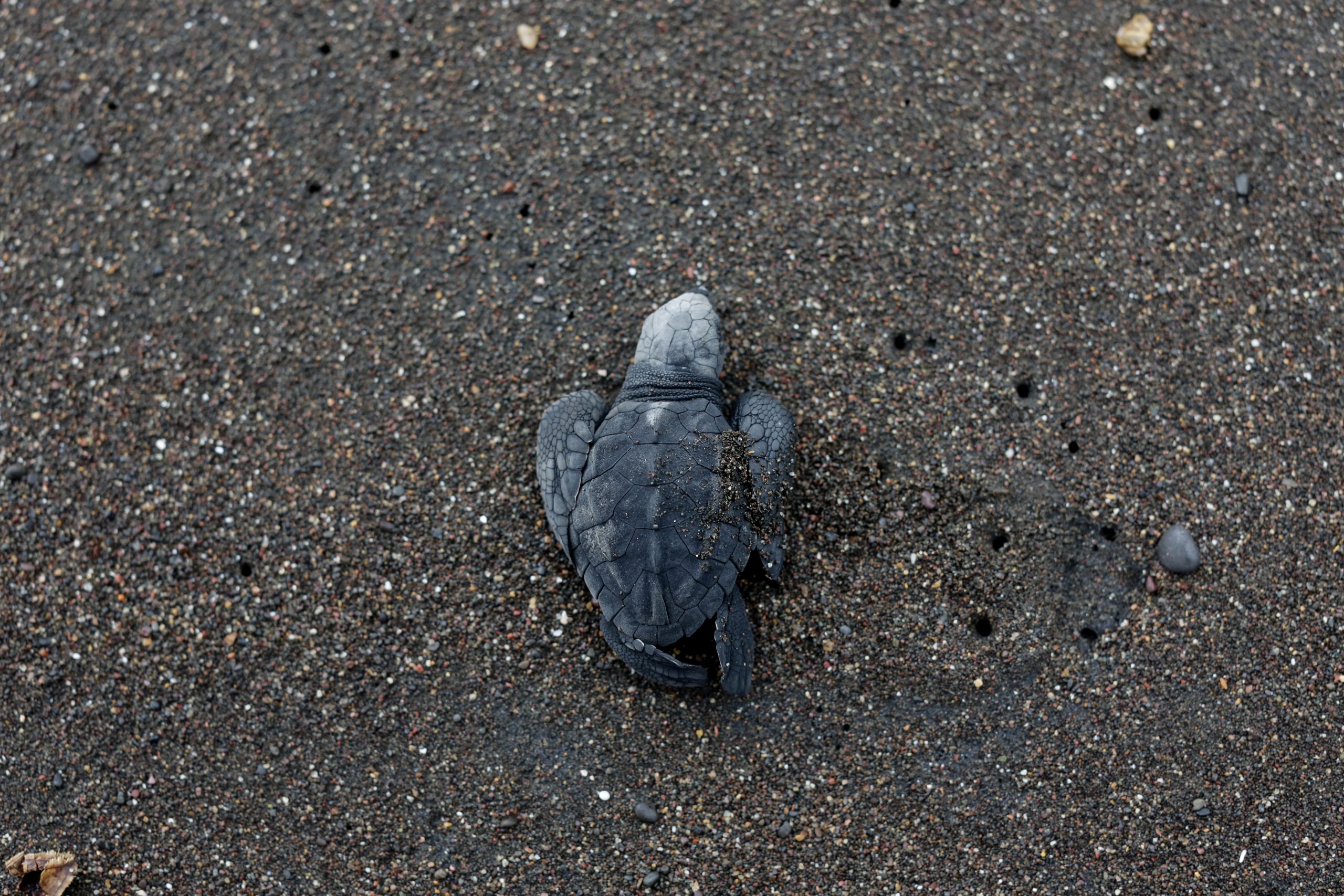 Una tortuga lora (Lepidochelys kempii) bebé muerta en la playa 