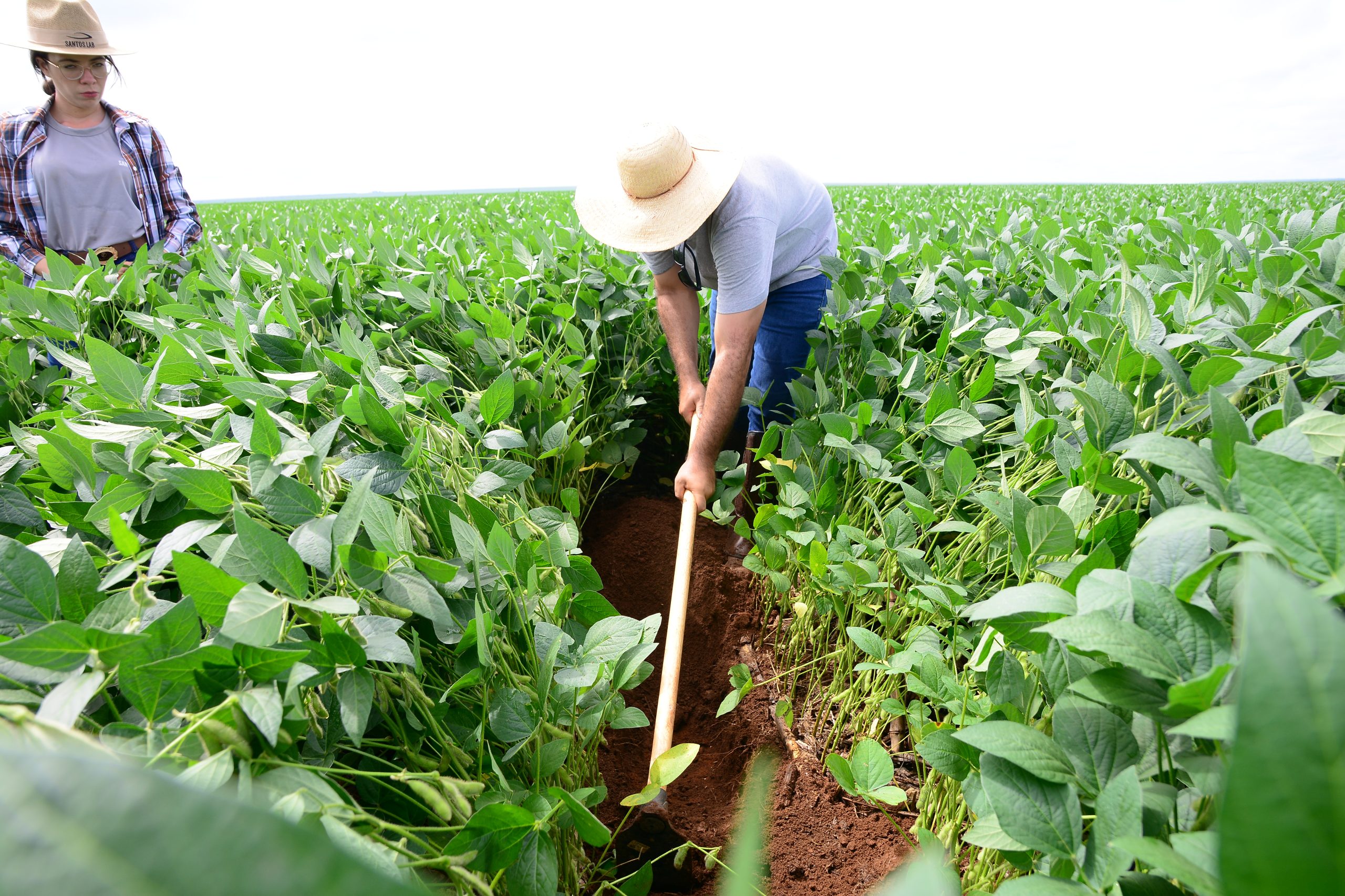 Hombre palea tierra en plantación de soja